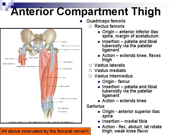 Anterior Compartment Thigh Quadriceps femoris ¨ Rectus femoris n Origin – anterior inferior iliac