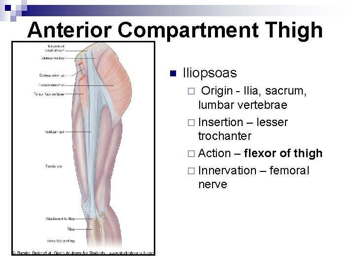 Anterior Compartment Thigh n Iliopsoas Origin - Ilia, sacrum, lumbar vertebrae ¨ Insertion –