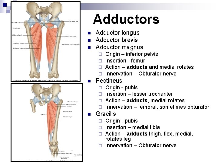 Adductors n n n Adductor longus Adductor brevis Adductor magnus ¨ ¨ n Pectineus