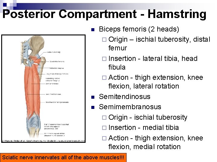 Posterior Compartment - Hamstring n n n Biceps femoris (2 heads) ¨ Origin –