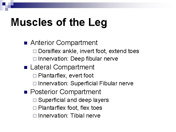Muscles of the Leg n Anterior Compartment ¨ Dorsiflex ankle, invert foot, extend toes