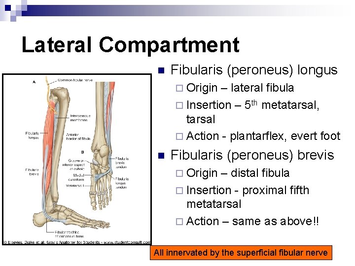 Lateral Compartment n Fibularis (peroneus) longus ¨ Origin – lateral fibula ¨ Insertion –