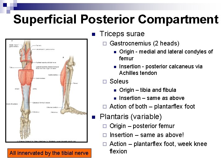 Superficial Posterior Compartment n Triceps surae ¨ Gastrocnemius (2 heads) n n ¨ Soleus