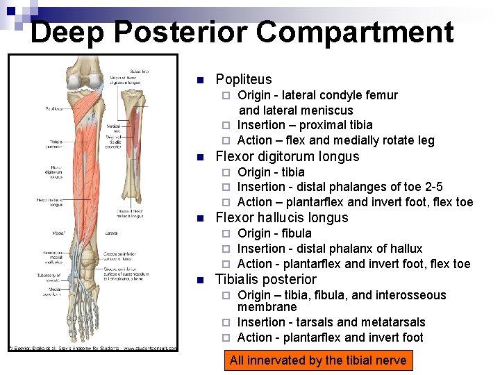 Deep Posterior Compartment n Popliteus Origin - lateral condyle femur and lateral meniscus ¨