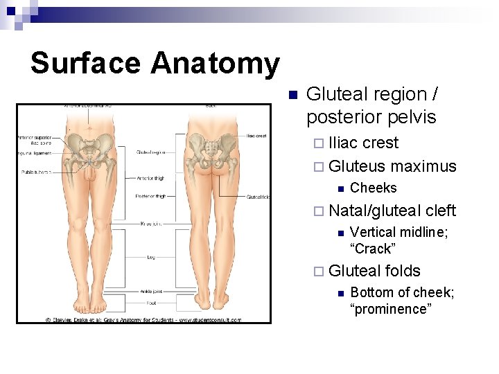 Surface Anatomy n Gluteal region / posterior pelvis ¨ Iliac crest ¨ Gluteus maximus
