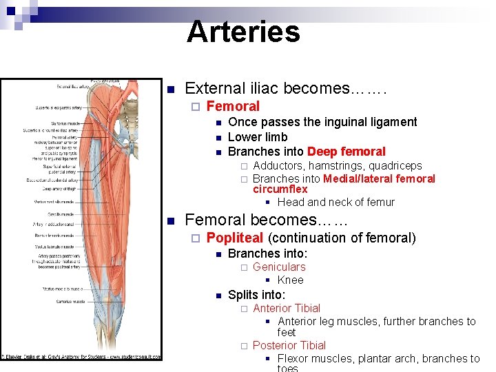 Arteries n External iliac becomes……. ¨ Femoral n n n Once passes the inguinal
