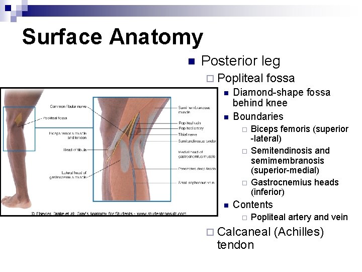 Surface Anatomy n Posterior leg ¨ Popliteal fossa n Diamond-shape fossa behind knee n