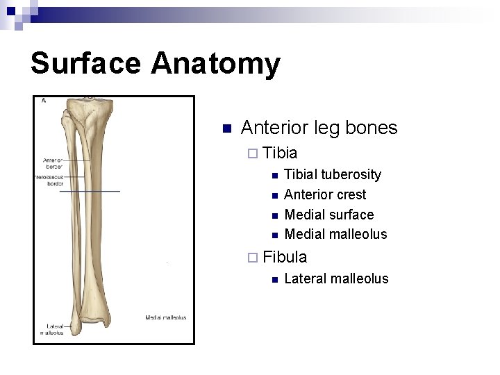 Surface Anatomy n Anterior leg bones ¨ Tibia n n Tibial tuberosity Anterior crest