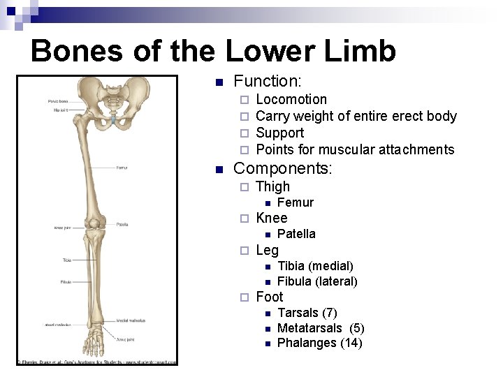 Bones of the Lower Limb n Function: ¨ ¨ n Locomotion Carry weight of