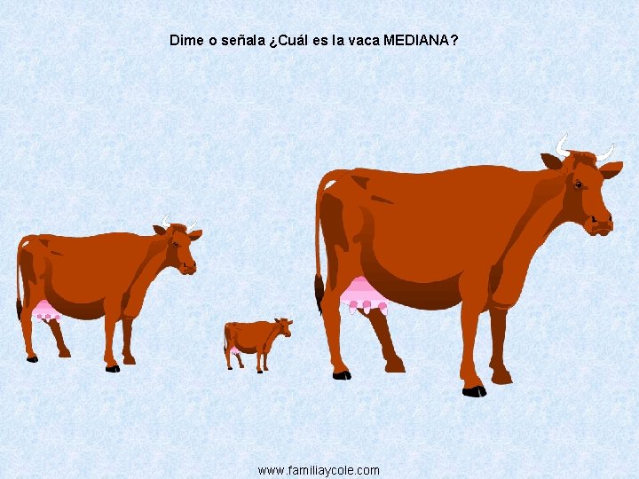 Dime o señala ¿Cuál es la vaca MEDIANA? www. familiaycole. com 