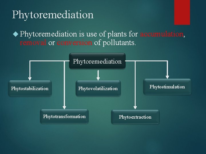 Phytoremediation is use of plants for accumulation, removal or conversion of pollutants. Phytoremediation Phytostabilization