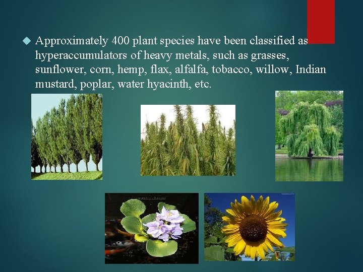  Approximately 400 plant species have been classified as hyperaccumulators of heavy metals, such