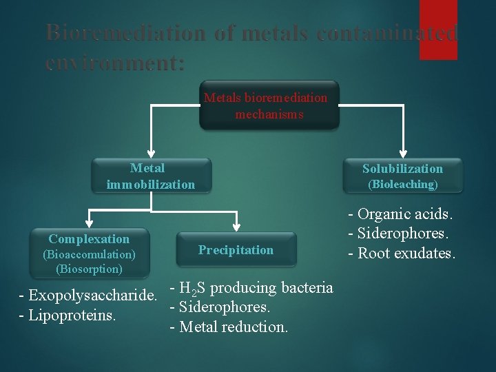 Metals bioremediation mechanisms Metal immobilization Complexation (Bioaccomulation) (Biosorption) Solubilization (Bioleaching) Precipitation - Exopolysaccharide. -