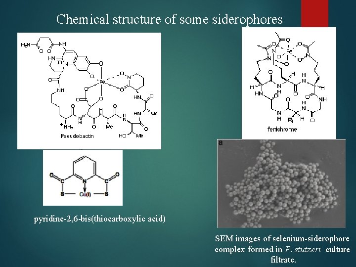 Chemical structure of some siderophores pyridine-2, 6 -bis(thiocarboxylic acid) SEM images of selenium-siderophore complex