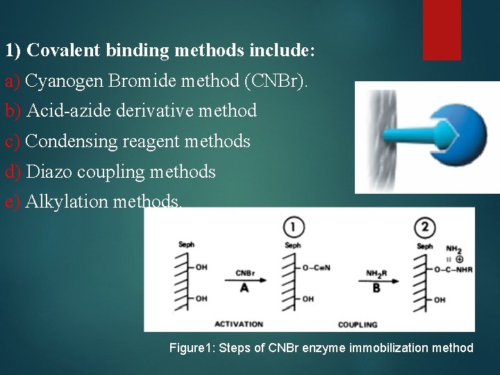 1) Covalent binding methods include: a) Cyanogen Bromide method (CNBr). b) Acid-azide derivative method