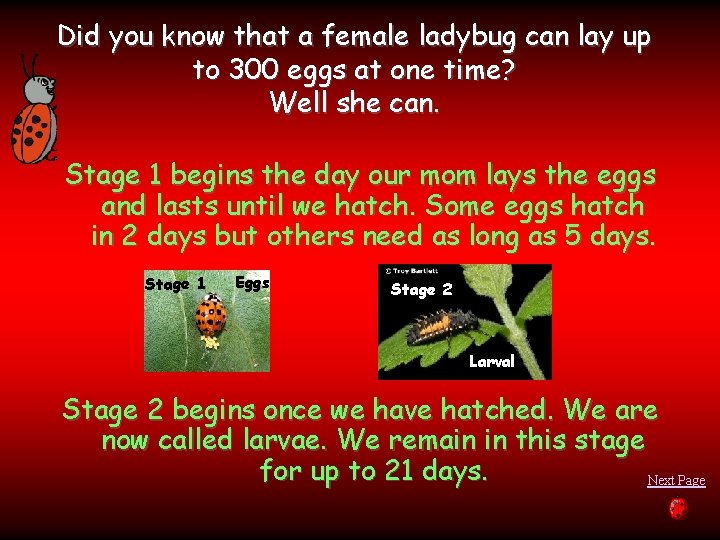 Did you know that a female ladybug can lay up to 300 eggs at