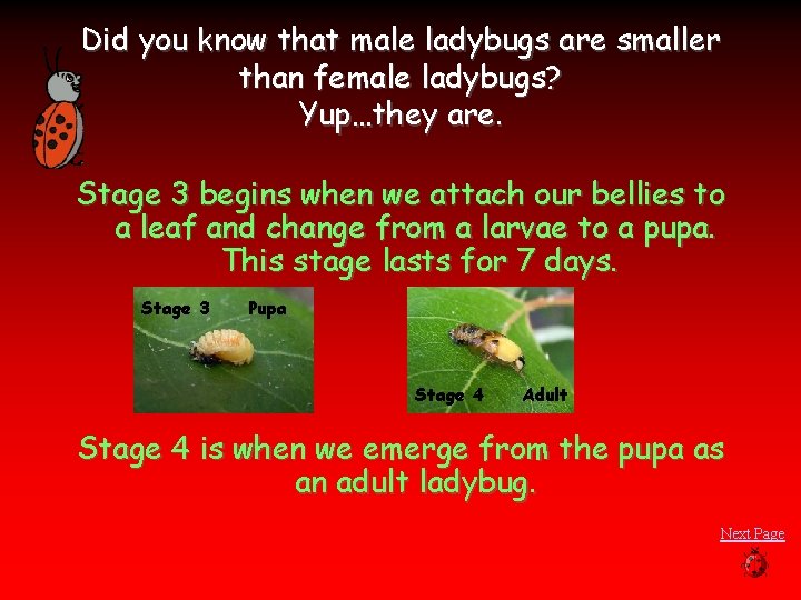 Did you know that male ladybugs are smaller than female ladybugs? Yup…they are. Stage