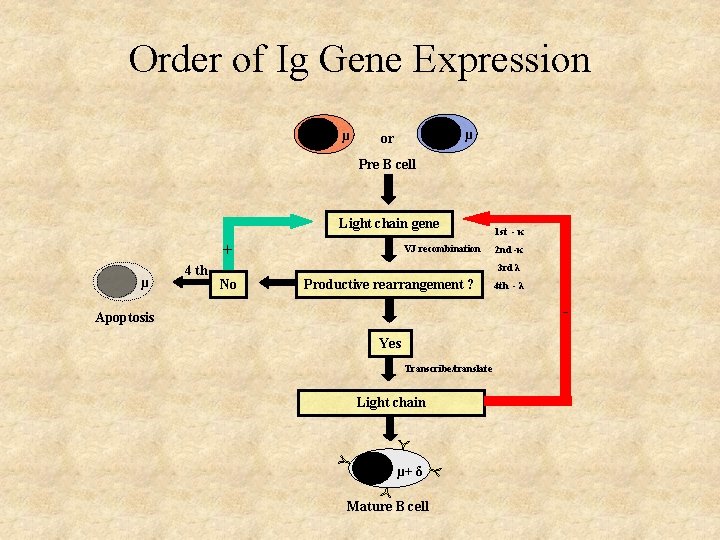 Order of Ig Gene Expression µ µ or Pre B cell Light chain gene