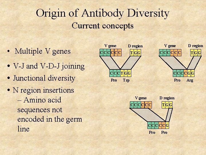 Origin of Antibody Diversity Current concepts • Multiple V genes • V-J and V-D-J