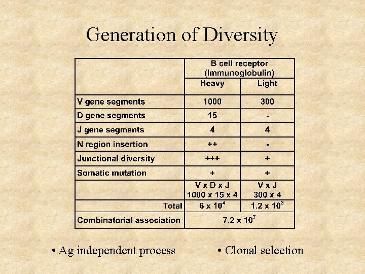 Generation of Diversity • Ag independent process • Clonal selection 