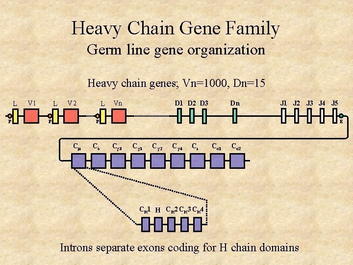 Heavy Chain Gene Family Germ line gene organization Heavy chain genes; Vn=1000, Dn=15 L