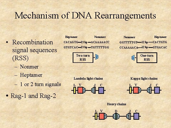 Mechanism of DNA Rearrangements • Recombination signal sequences (RSS) – Nonmer – Heptamer –