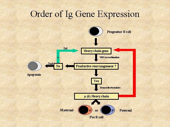 Order of Ig Gene Expression Progenitor B cell 1 st Heavy chain gene +