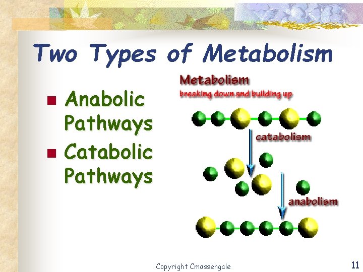 Two Types of Metabolism n n Anabolic Pathways Catabolic Pathways Copyright Cmassengale 11 