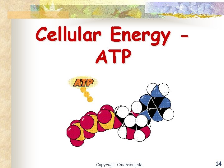 Cellular Energy ATP Copyright Cmassengale 14 