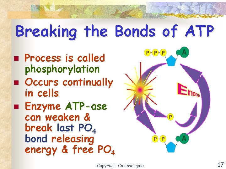 Breaking the Bonds of ATP n n n Process is called phosphorylation Occurs continually