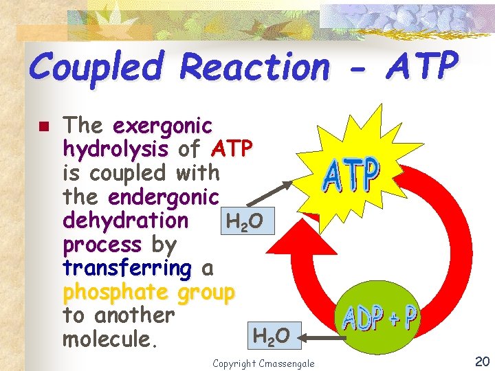Coupled Reaction - ATP n The exergonic hydrolysis of ATP is coupled with the