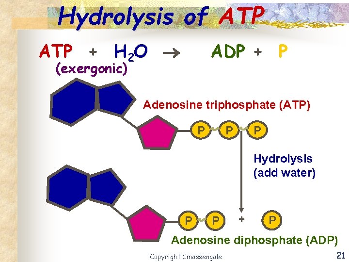 Hydrolysis of ATP + H 2 O ADP + P (exergonic) Adenosine triphosphate (ATP)