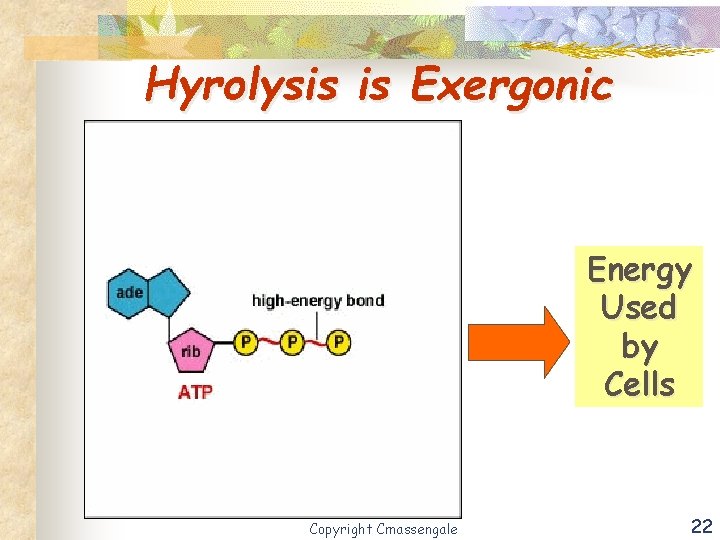 Hyrolysis is Exergonic Energy Used by Cells Copyright Cmassengale 22 