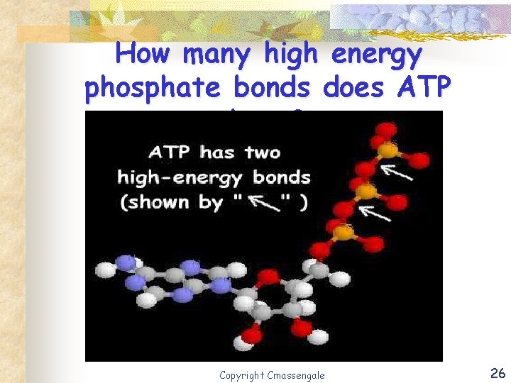 How many high energy phosphate bonds does ATP have? Copyright Cmassengale 26 