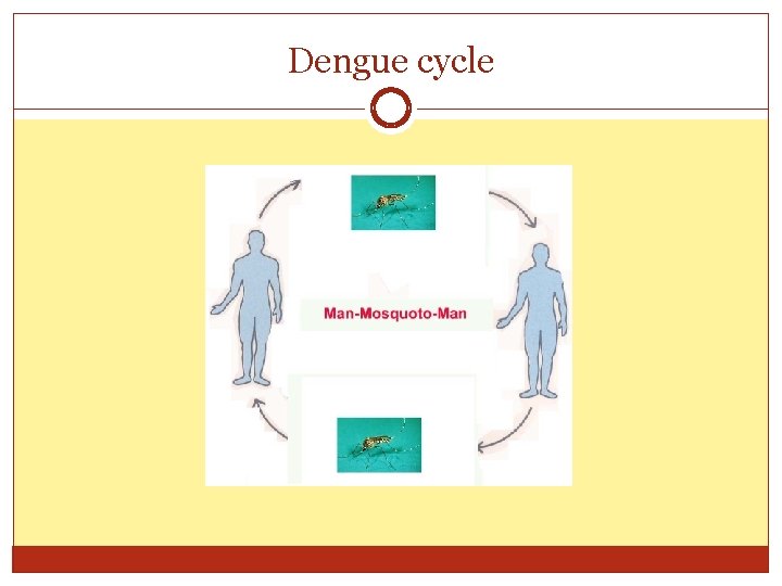 Dengue cycle 