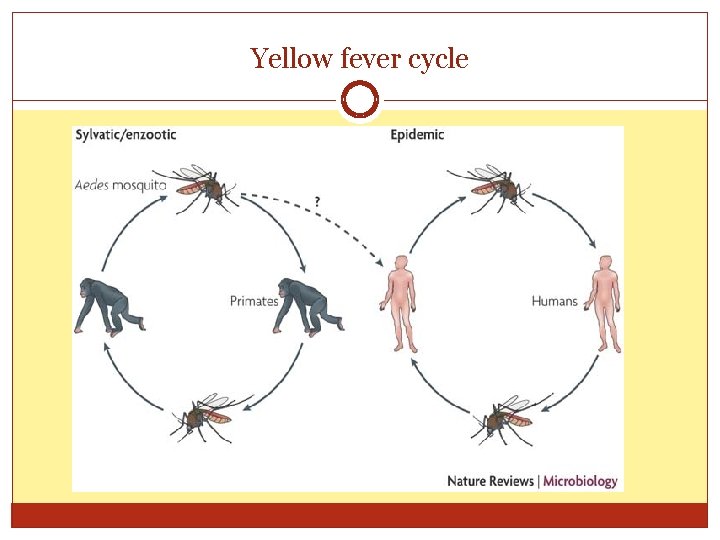 Yellow fever cycle 