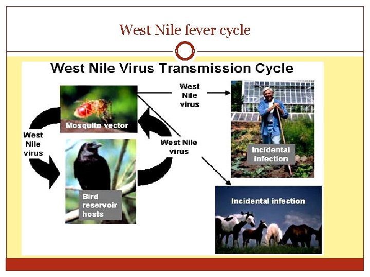 West Nile fever cycle 