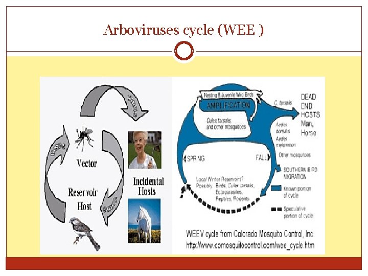 Arboviruses cycle (WEE ) 