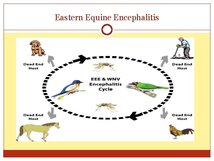 Eastern Equine Encephalitis 