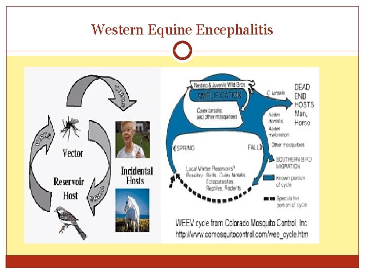 Western Equine Encephalitis 