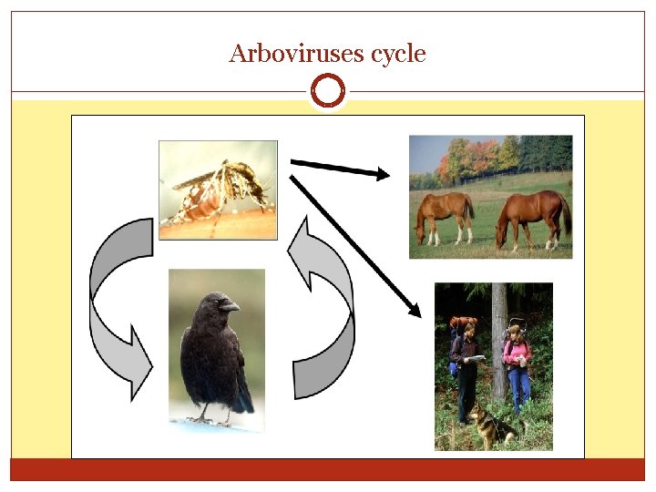 Arboviruses cycle 