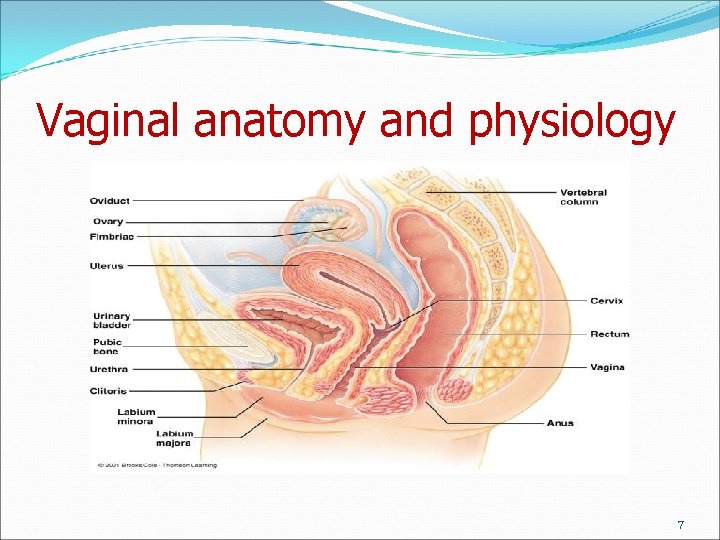 Vaginal anatomy and physiology 7 