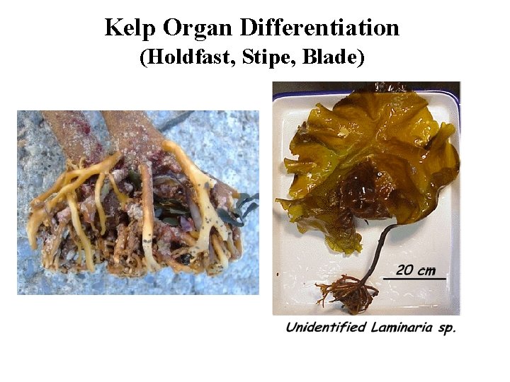 Kelp Organ Differentiation (Holdfast, Stipe, Blade) 