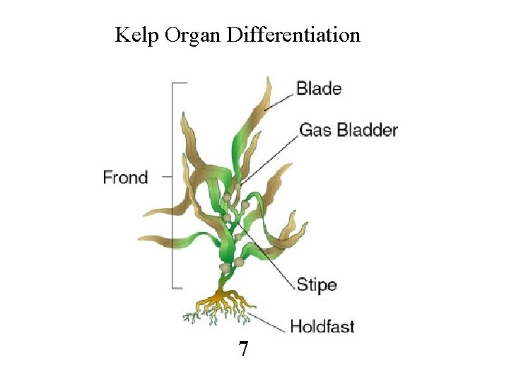 Kelp Organ Differentiation 7 