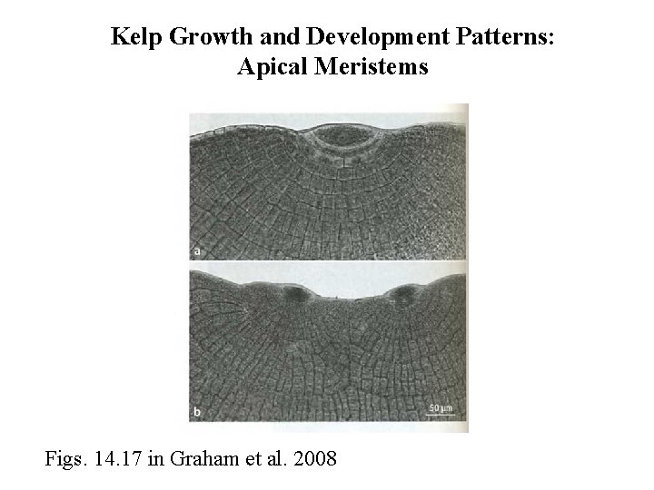 Kelp Growth and Development Patterns: Apical Meristems Figs. 14. 17 in Graham et al.