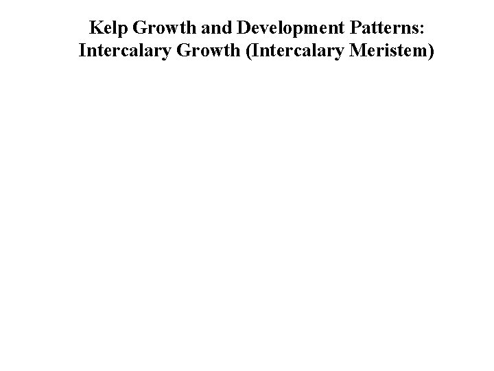 Kelp Growth and Development Patterns: Intercalary Growth (Intercalary Meristem) 