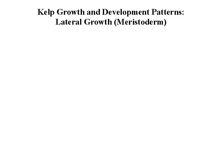 Kelp Growth and Development Patterns: Lateral Growth (Meristoderm) 