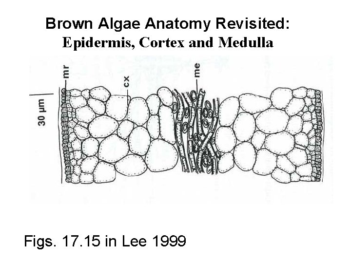 Brown Algae Anatomy Revisited: Epidermis, Cortex and Medulla Figs. 17. 15 in Lee 1999