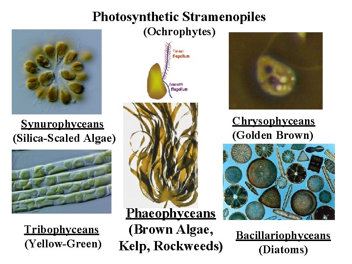 Photosynthetic Stramenopiles (Ochrophytes) Synurophyceans (Silica-Scaled Algae) Tribophyceans (Yellow-Green) Chrysophyceans (Golden Brown) Phaeophyceans (Brown Algae,