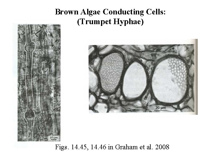 Brown Algae Conducting Cells: (Trumpet Hyphae) Figs. 14. 45, 14. 46 in Graham et